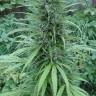 семена конопли марихуаны White Gum feminised