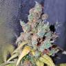 семена сортовой конопли Power Plant regular Dutch Passion Seeds семена сортовой конопли Power Plant regular Dutch Passion Seeds