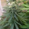 семена конопли в интернете Master Kush regular Nirvana Seeds семена конопли в интернете Master Kush regular Nirvana Seeds