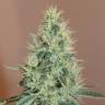 семена конопли гидропоники Master Kush regular Nirvana Seeds семена конопли гидропоники Master Kush regular Nirvana Seeds