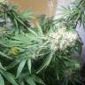 семена конопли дешево Master Kush regular Nirvana Seeds семена конопли дешево Master Kush regular Nirvana Seeds