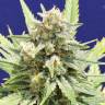 Auto Fruity Jack regular Ganja Seeds Auto Fruity Jack regular Ganja Seeds