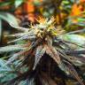 семена конопли в фирменной упаковке Mango Skunk regular Nirvana Seeds семена конопли в фирменной упаковке Mango Skunk regular Nirvana Seeds