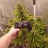 Заказать с доставкой Auto White Widow feminised Ganja Seeds Заказать с доставкой Auto White Widow feminised Ganja Seeds
