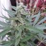 хорошие семена конопли Auto G14 regular хорошие семена конопли Auto G14 regular