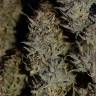 семена конопли с доставкой Auto Northern Light feminised Royal Queen семена конопли с доставкой Auto Northern Light feminised Royal Queen