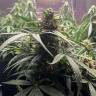 Недорогие семена конопли Auto Gagarin 2 feminised Ganja Seeds Недорогие семена конопли Auto Gagarin 2 feminised Ganja Seeds