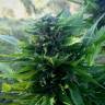семена конопли гидропоники Auto Titan regular семена конопли гидропоники Auto Titan regular