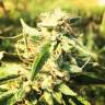 семена конопли автоцвет Auto Titan regular семена конопли автоцвет Auto Titan regular
