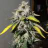 семена конопли индика Erlik feminised Bang Seeds семена конопли индика Erlik feminised Bang Seeds