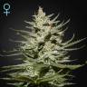 семена конопли в фирменной упаковке The Church CBD feminised Green House Seeds семена конопли в фирменной упаковке The Church CBD feminised Green House Seeds