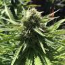 заказ семян конопли Спб Northern Light regular Nirvana Seeds заказ семян конопли Спб Northern Light regular Nirvana Seeds