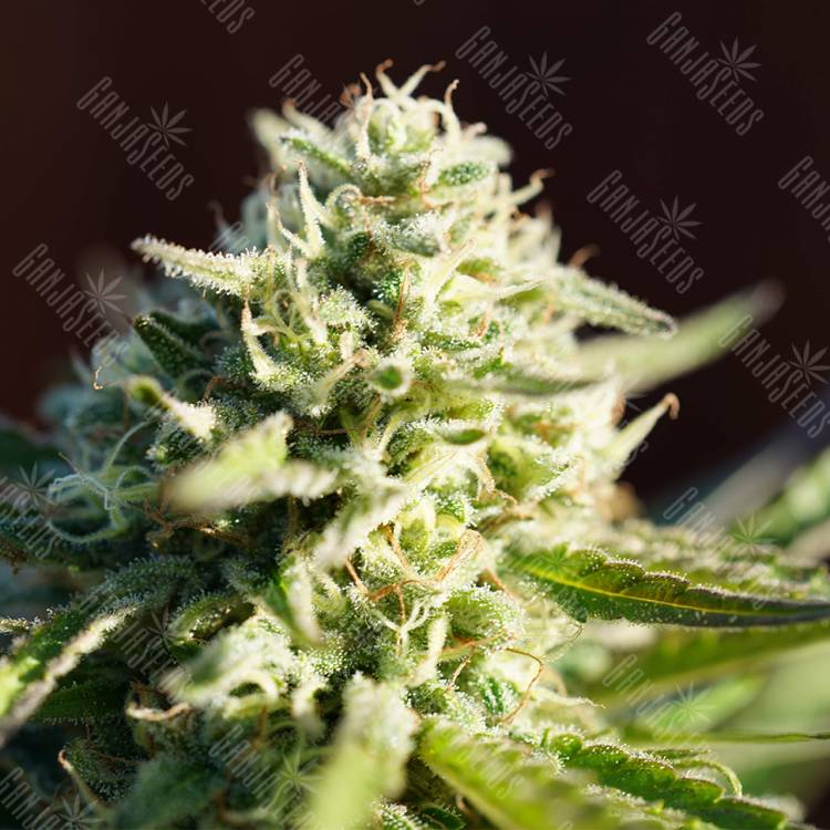семена конопли в оригинальных упаковках Northern Light regular Nirvana Seeds