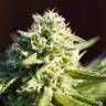 семена конопли в оригинальных упаковках Northern Light regular Nirvana Seeds семена конопли в оригинальных упаковках Northern Light regular Nirvana Seeds
