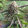 заказ семян конопли Москва Northern Light regular Nirvana Seeds заказ семян конопли Москва Northern Light regular Nirvana Seeds