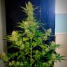 Семена марихуаны Auto Glueberry O.G. feminised Ganja Seeds Семена марихуаны Auto Glueberry O.G. feminised Ganja Seeds