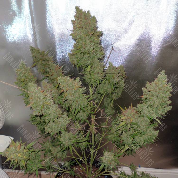 семена конопли курьером Auto Blueberry feminised