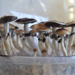 Plantasia Mystery Gribo4ek