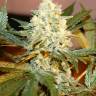 семена конопли в оригинальных упаковках White Rhino regular Ganja Seeds семена конопли в оригинальных упаковках White Rhino regular Ganja Seeds
