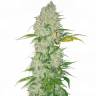 семена конопли для посадки купить White Widow regular Dutch Passion Seeds