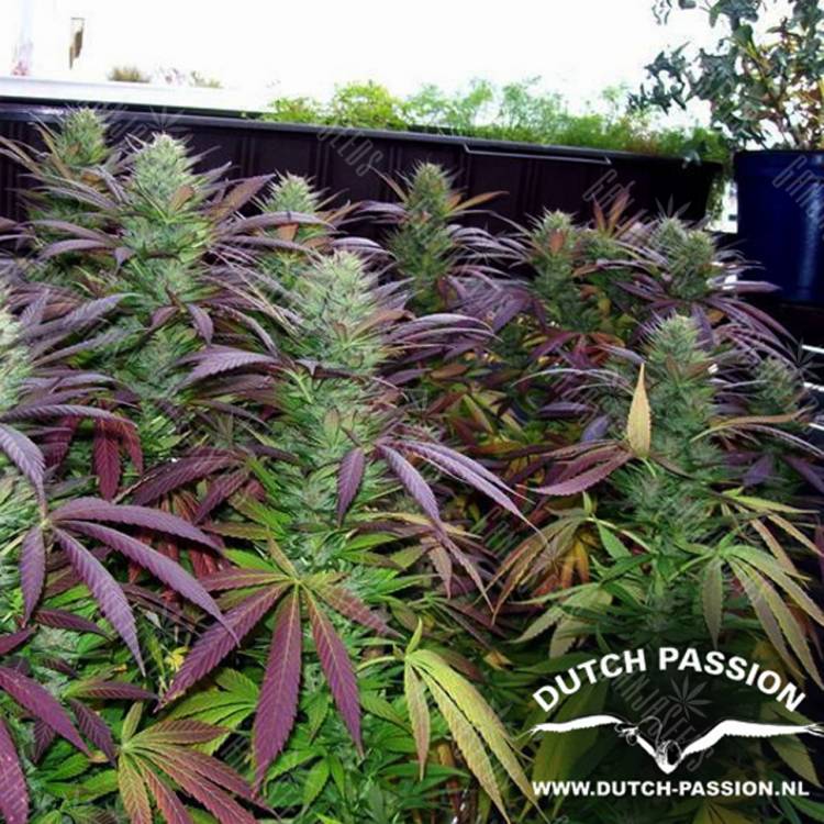 семена конопли для курения White Widow regular Dutch Passion Seeds