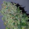 урожайные семена конопли Franco's Lemon Cheese feminised Green House Seeds урожайные семена конопли Franco's Lemon Cheese feminised Green House Seeds