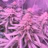 семена конопли в оригинальных упаковках Franco's Lemon Cheese feminised Green House Seeds семена конопли в оригинальных упаковках Franco's Lemon Cheese feminised Green House Seeds