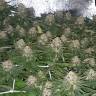 семена конопли недорого Franco's Lemon Cheese feminised Green House Seeds семена конопли недорого Franco's Lemon Cheese feminised Green House Seeds
