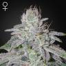 купить семена конопли Franco's Lemon Cheese feminised Green House Seeds купить семена конопли Franco's Lemon Cheese feminised Green House Seeds