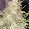 Hindu Kush x White Russian feminised Ganja Seeds Hindu Kush x White Russian feminised Ganja Seeds