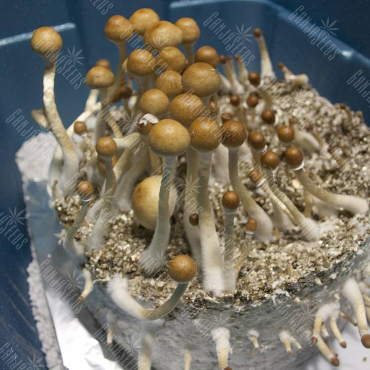 мицелии Z-strain