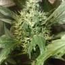 хорошие семена конопли Irtysh feminised Bang Seeds хорошие семена конопли Irtysh feminised Bang Seeds