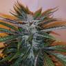 регулярные семена конопли купить White Russian x White widow (Russian Widow) regular Ganja Seeds регулярные семена конопли купить White Russian x White widow (Russian Widow) regular Ganja Seeds