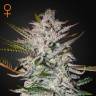 семена конопли наложенным платежом Holy Punch feminised Green House Seeds семена конопли наложенным платежом Holy Punch feminised Green House Seeds