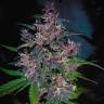 семена конопли для посадки купить Auto Devil Cream feminised Sweet Seeds