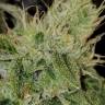 элитные сорта конопли San Fernando Lemon Kush feminised элитные сорта конопли San Fernando Lemon Kush feminised