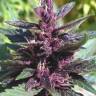элитные сорта конопли Purple Kush feminised элитные сорта конопли Purple Kush feminised