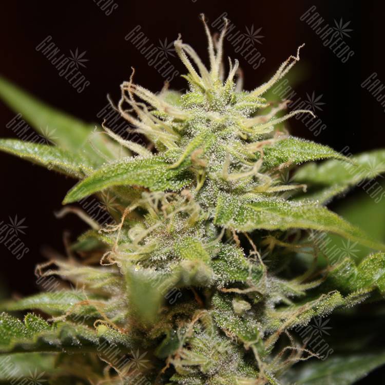 семена конопли Auto Blue Ryder regular