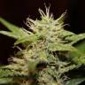 семена конопли Auto Blue Ryder regular семена конопли Auto Blue Ryder regular