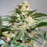 где заказать семена конопли Auto Blue Ryder regular где заказать семена конопли Auto Blue Ryder regular