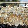 отпечатки псилоцибиновых грибов в России Albino A+