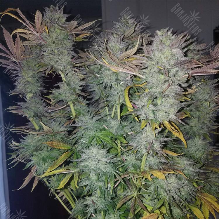 купить семена конопли Gorilla Zkittlez feminised Barneys Farm