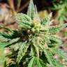 семена конопли наложенным платежом Thai Fantasy feminised Kannabia Seeds семена конопли наложенным платежом Thai Fantasy feminised Kannabia Seeds