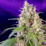 S.A.D. Sweet Afgani Delicious feminised Sweet Seeds S.A.D. Sweet Afgani Delicious feminised Sweet Seeds