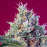 Семена марихуаны Indigo Berry Kush feminised Ganja Seeds заказать Семена марихуаны Indigo Berry Kush feminised Ganja Seeds заказать