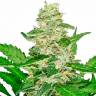 Auto Afghani Skunk feminised RuSeeds Auto Afghani Skunk feminised RuSeeds