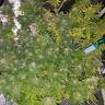 семена конопли Россия Super Skunk regular Nirvana Seeds семена конопли Россия Super Skunk regular Nirvana Seeds