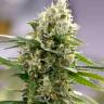 Семена конопли Auto Easy Bud feminised Ganja Seeds заказать Семена конопли Auto Easy Bud feminised Ganja Seeds заказать