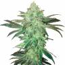 Семена конопли Auto Easy Bud feminised Ganja Seeds недорого Семена конопли Auto Easy Bud feminised Ganja Seeds недорого