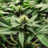 семена культурной конопли купить AK-47 x Lowryder (Aklow) regular Ganja Seeds семена культурной конопли купить AK-47 x Lowryder (Aklow) regular Ganja Seeds